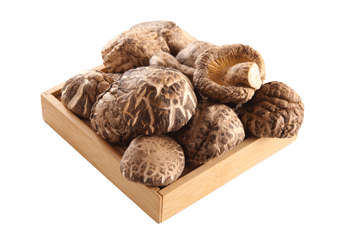 Sawdust Flower Mushroom