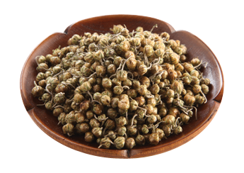 Chrysanthemum (S)
