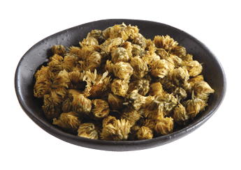 Baby Chrysanthemum