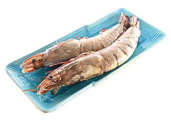 Burmese Frozen Wild Red Tiger Prawn