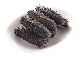 Kantō Sea Cucumber (Featured)