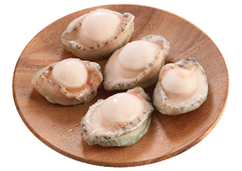 Australian Greenlip Abalone