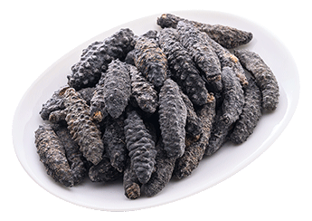 Turkish Small Prickly Sea Cucumber