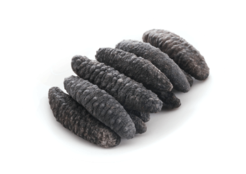 Turkish Prickly Sea Cucumber