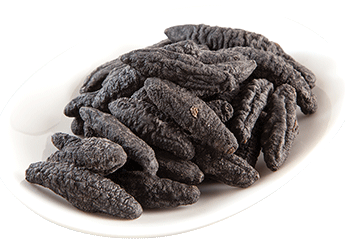 Turkish Spiky Sea Cucumber