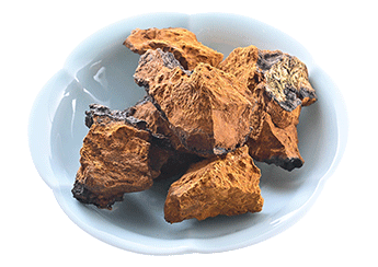 白樺茸